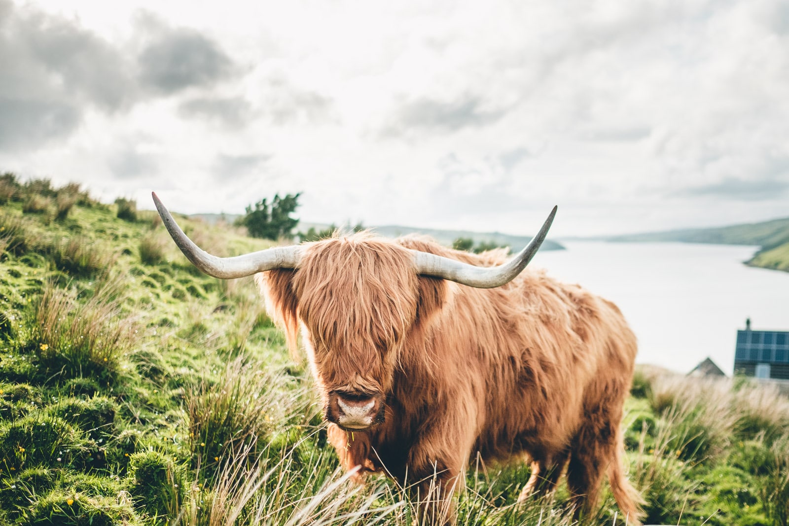 Isle of Skye Highland Coo Fringe
