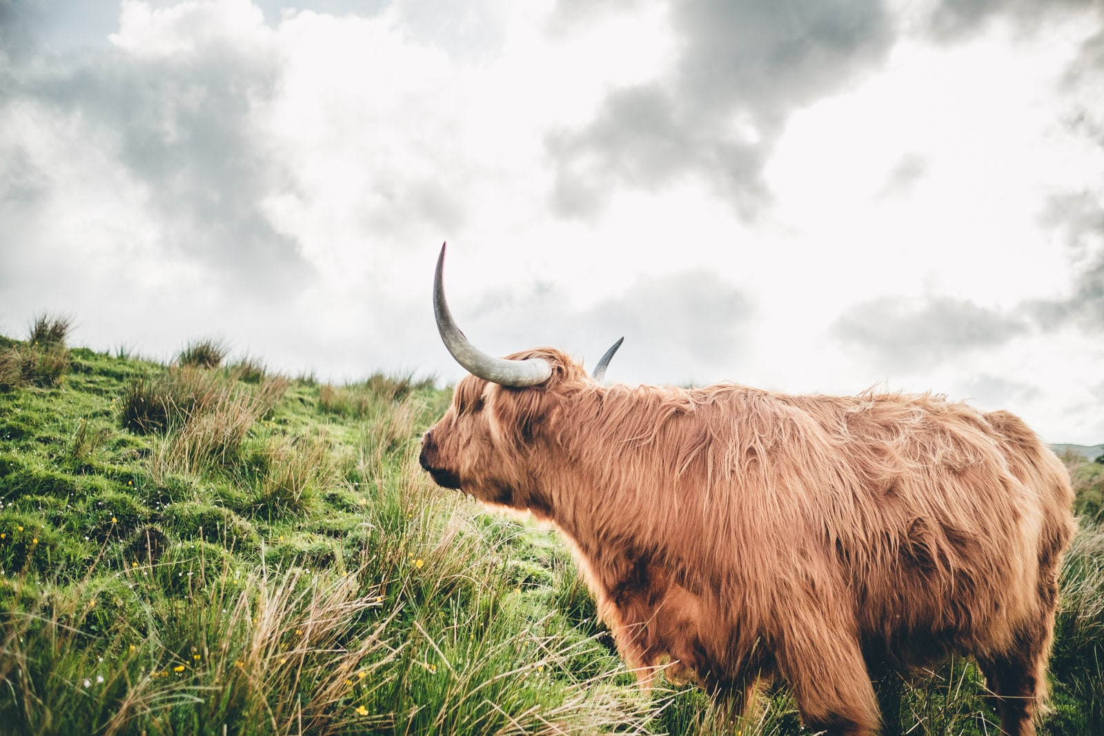 Isle of Skye Highland Coo Looking Away