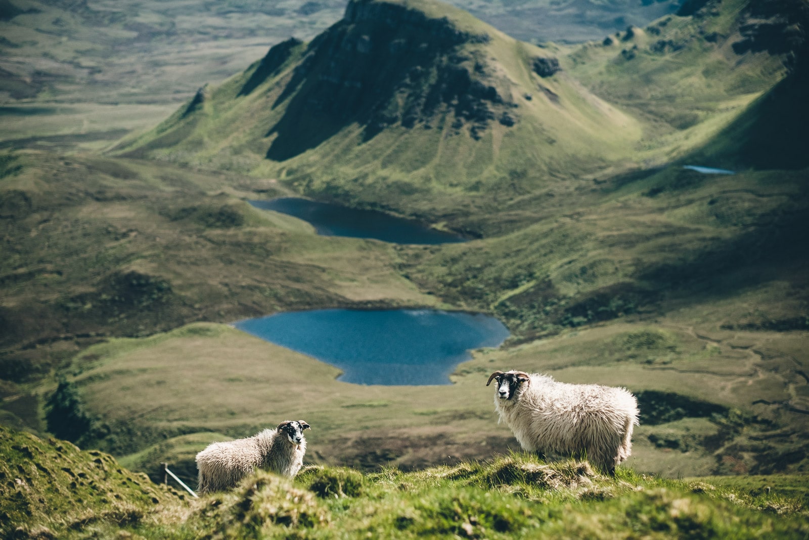 Isle of Skye The Quiraing Sheep