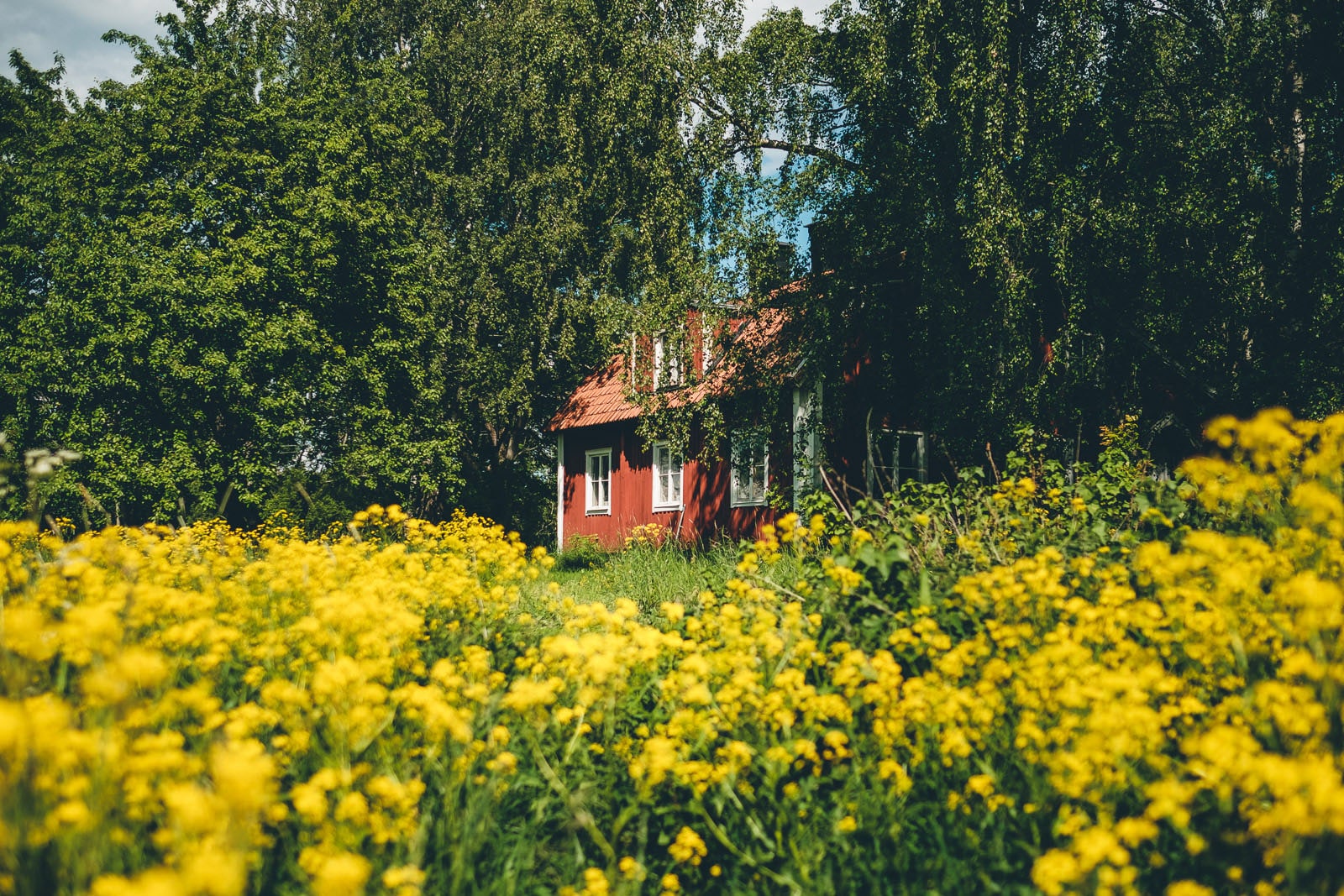 Stockholm Archipelago Red Farmhouse Yellow Field