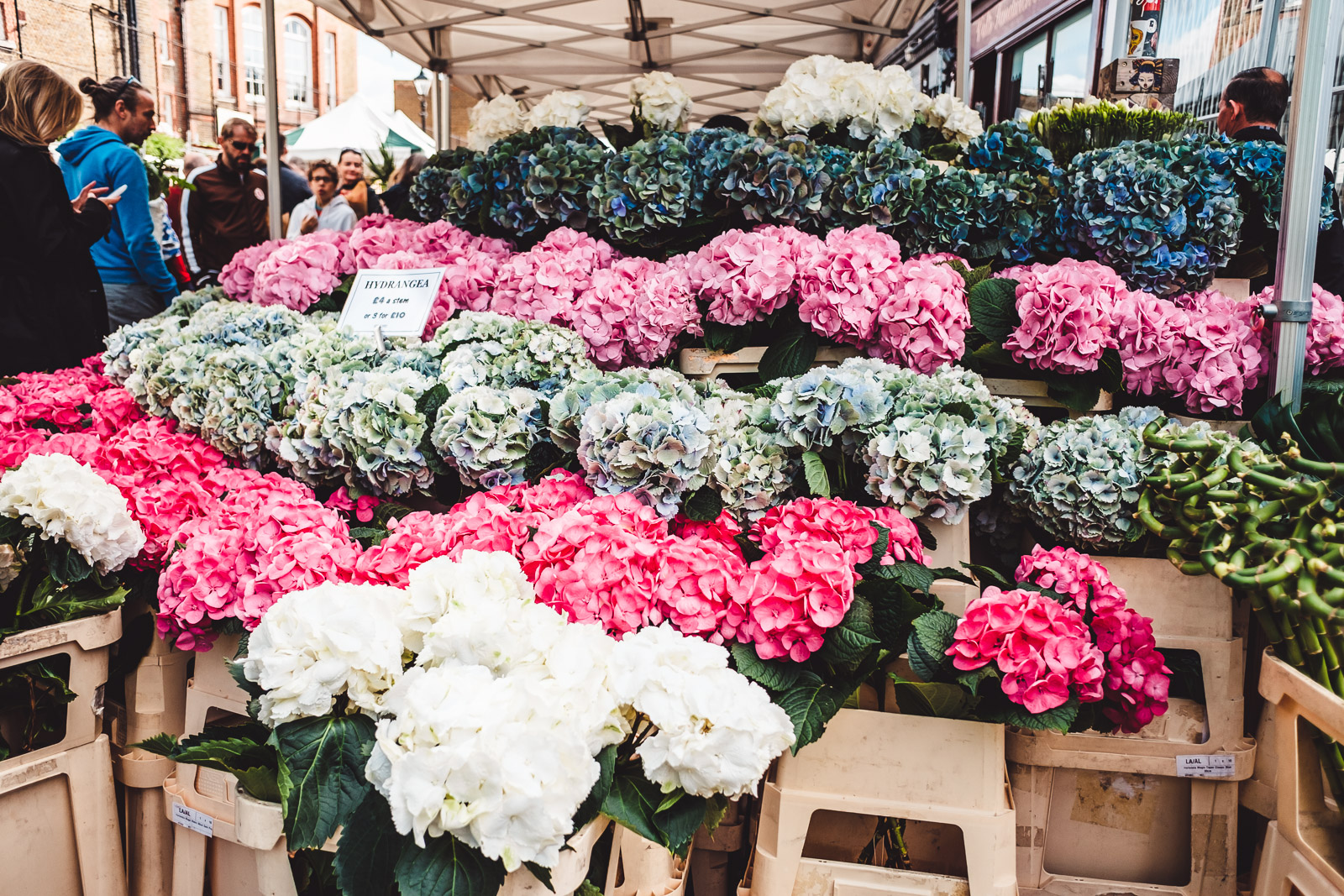 Columbia Road Flower Market London Hydrangeas
