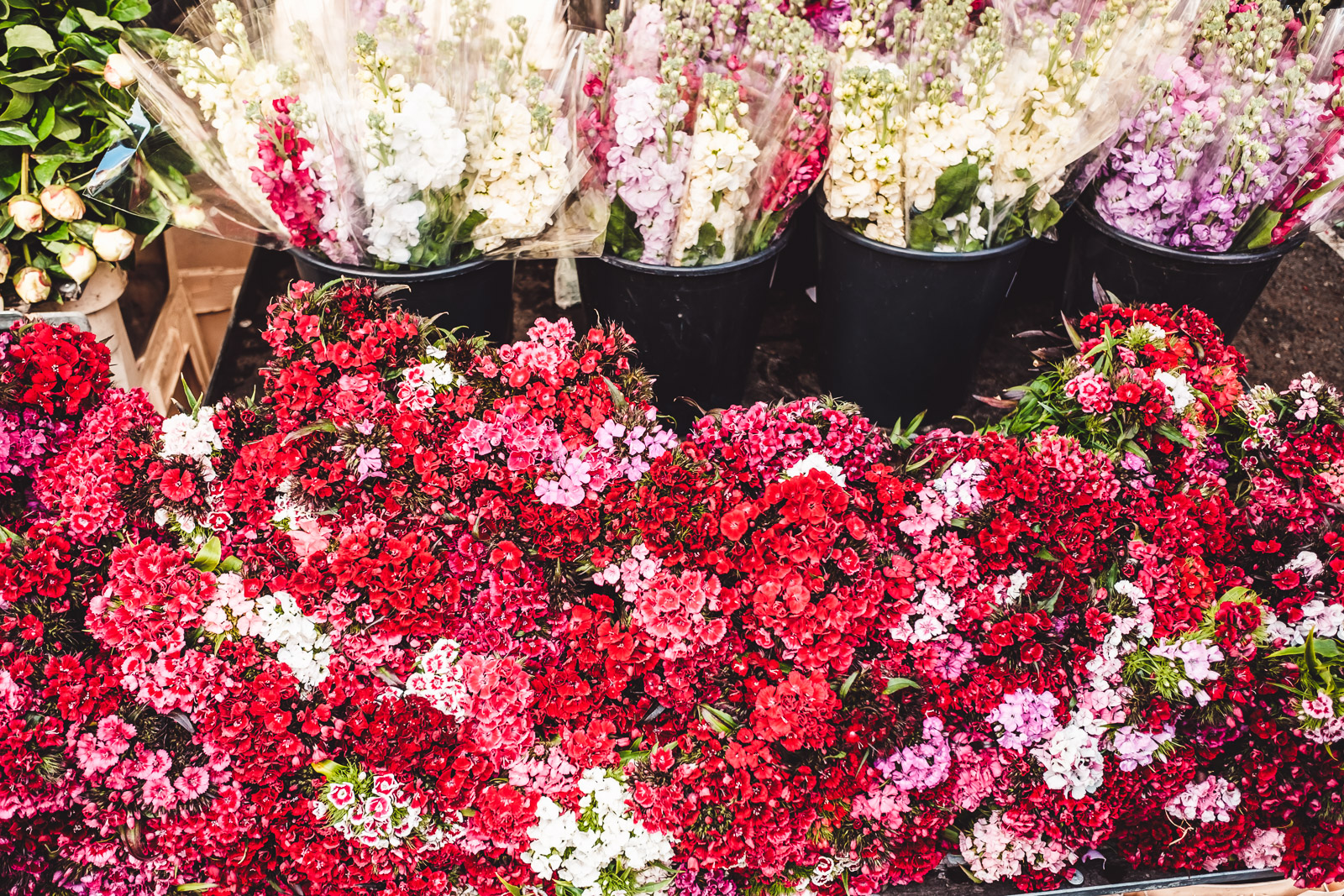 Columbia Road Flower Market London Red Flowers